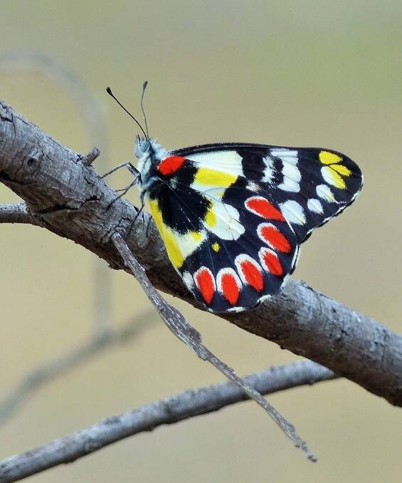 A spotted jezebel butterfly on Mount Ainslie. Photo: Matthew Higgins