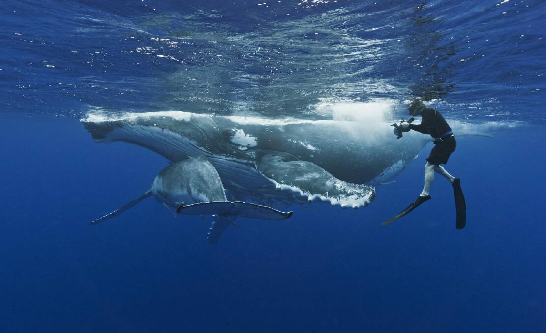 A humpback whale mother and calf. Photo: Brandon Cole