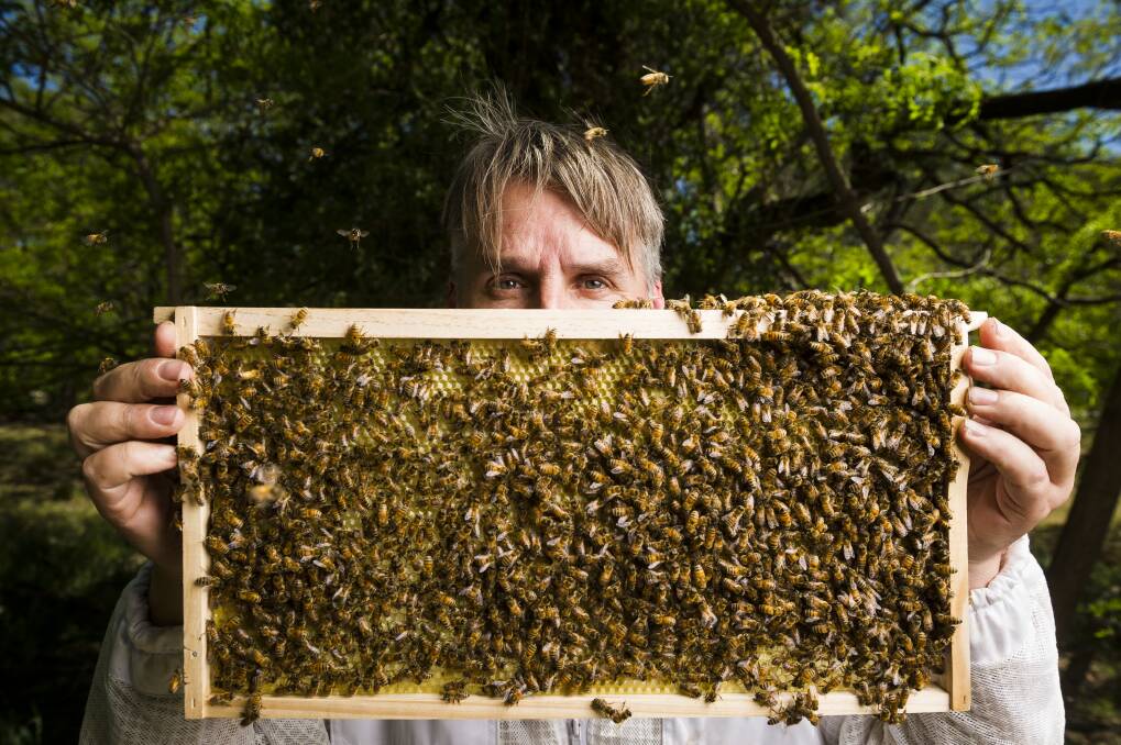 Eric Davies is a Canberra apiarist who collects swarms of bees from homes around Canberra. Photo: Dion Georgopoulos