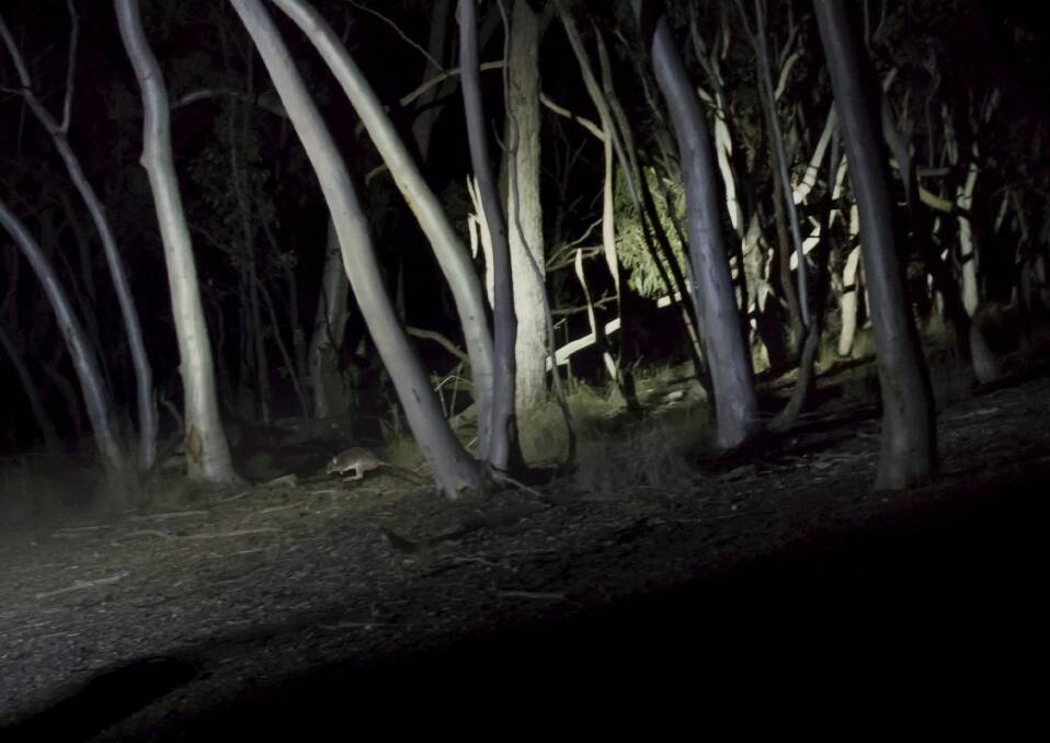 Speedy retreat: A bettong on the move at night. Photo: Stephen Corey