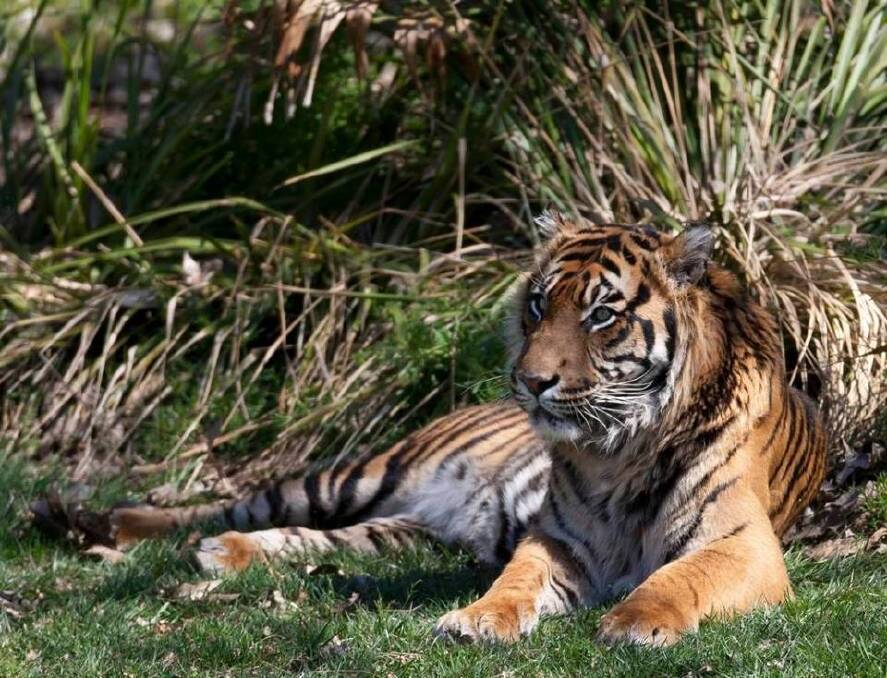 The National Zoo and Aquarium has announced the death of 13-year-old Sumatran tiger, Berani. Photo: The National Zoo and Aquarium