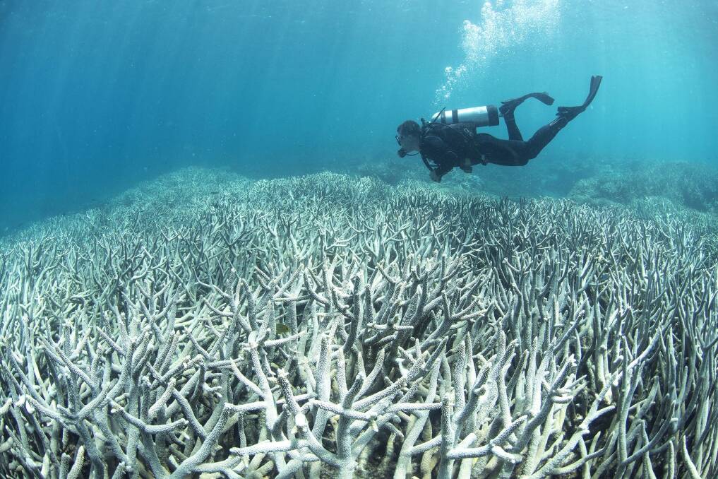 Environment Minister Leeanne Enoch has introduced a bill to further protect the Great Barrier Reef. Photo: XL Catlin Seaview Survey