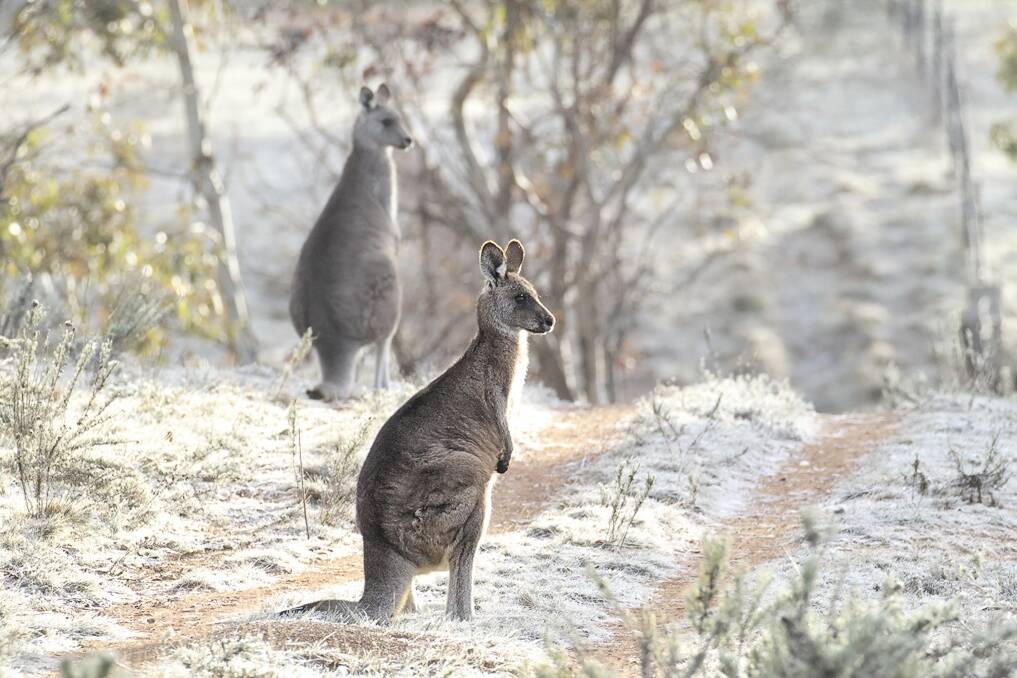 Kangaroos at Campbell Park on a frosty Canberra morning. Collisions with kangaroos on Canberra's roads are common during winter.
 Photo: karleen.minney@fairfaxmedia.com.