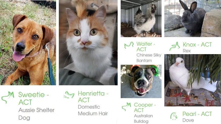 Some of the cuties up for grabs this weekend in Canberra. Photo: RSPCA ACT