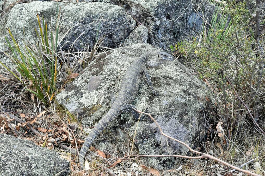 Well-camouflaged: a goanna spotted last month in Orroral Valley. Photo: Jenny McLeod