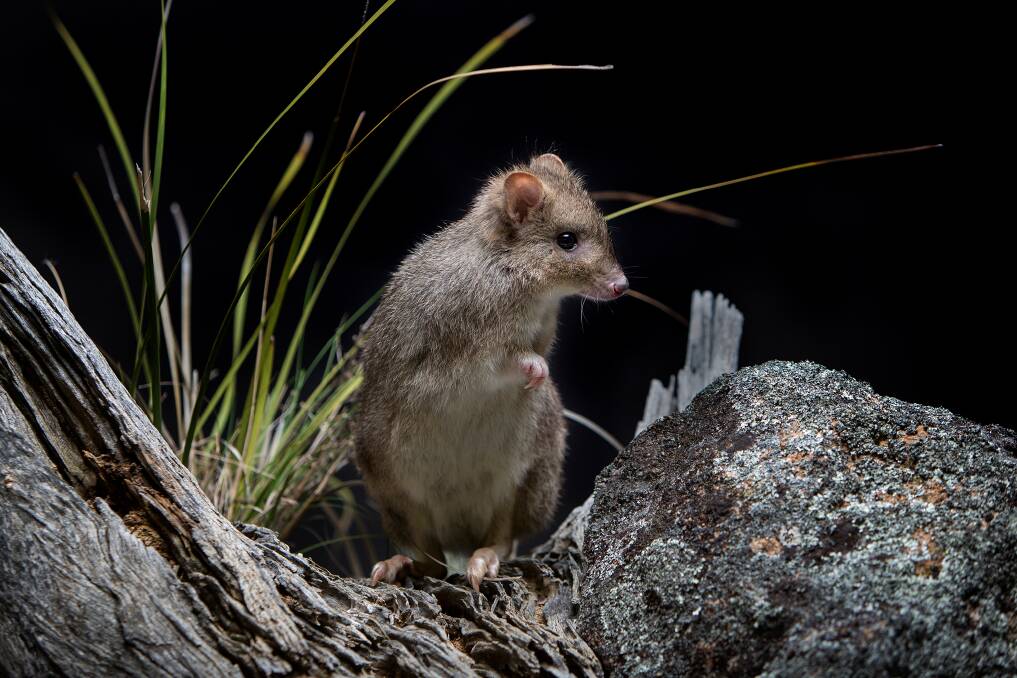 A bettong, one of several nocturnal critters you could spot at Mulligans Flat Woodland Sanctuary. Photo: Supplied