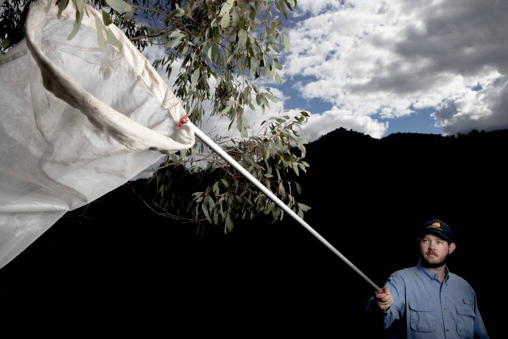 University of New South Wales entomologist Ryan Shofner uses a butterfly net to collect specimens at Tidbinbilla. Photo: Sitthixay Ditthavong