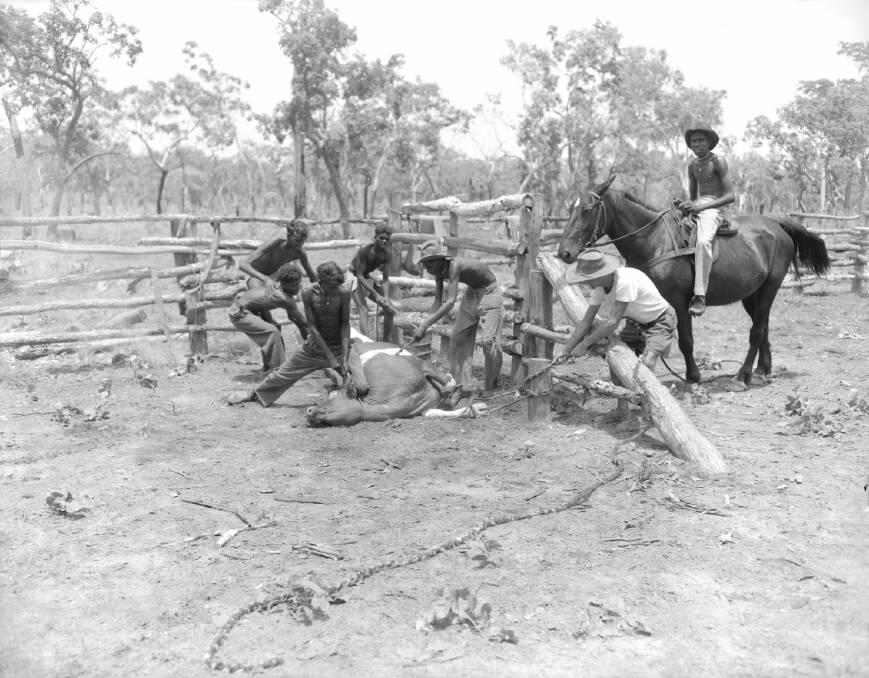 Aboriginal stockmen in the Northern Territory in 1954. It was illegal to pay Indigenous workers until the 1960s. Photo: Alan Lambert