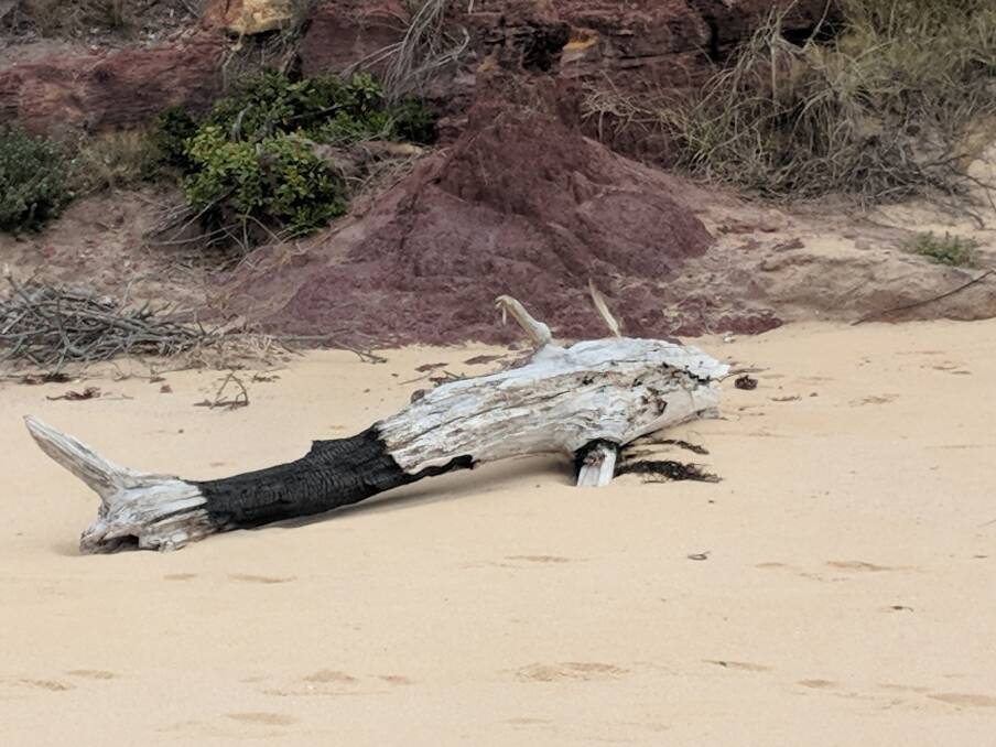 This piece of partially burnt driftwood bears an uncanny resemblance to a shark. Photo: Kerryn Wood