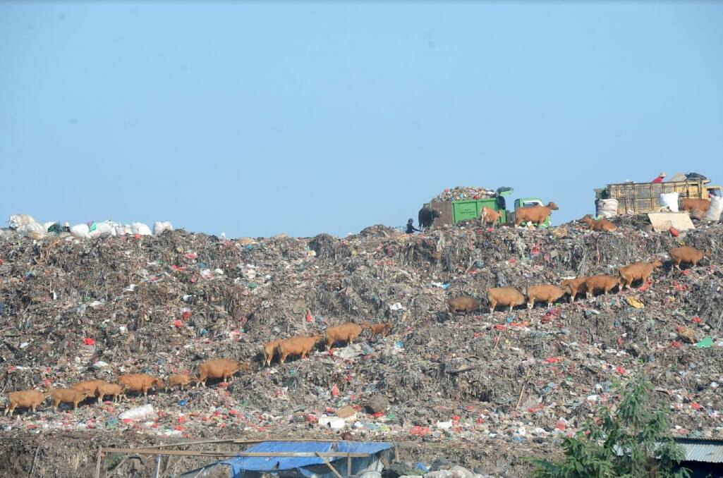 The dump on a clear day: cattle grazing. Photo: Alan Putra