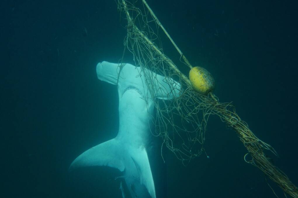 A dead great hammerhead shark found caught in a net near a beach on the Gold Coast. Photo: Sea Shepherd
