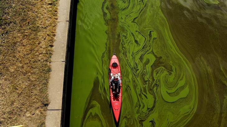 Toxic algae in Lake Burley Griffin earlier in the year ... Kayaker Sarra Pitman paddles under the Kings Avenue Bridge. Photo: Colleen Petch