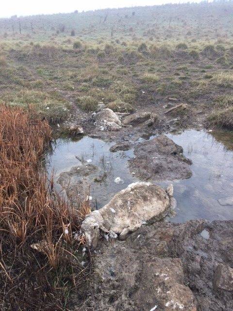 The RSPCA says an inspector found huge numbers of dead and rotting sheep in and out of the water along a creek. Photo: RSPCA