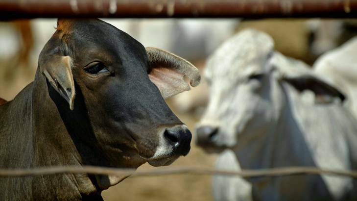 Cattle waiting to be loaded for export in an enclosure at a yard in Noonamah, about 50 kilometres south of Darwin. Photo: Tim Wimborne