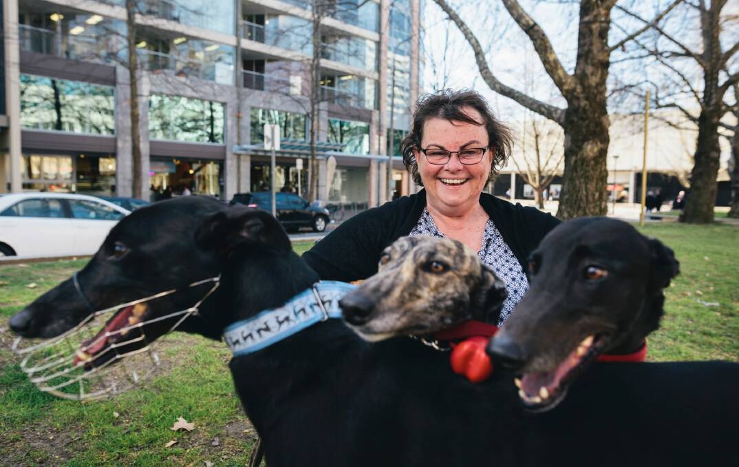 Debbie Collier, secretary of the Canberra Greyhound Racing Club, with three greyhounds, Sadie, Jackson and Liz. Photo: Rohan Thomson