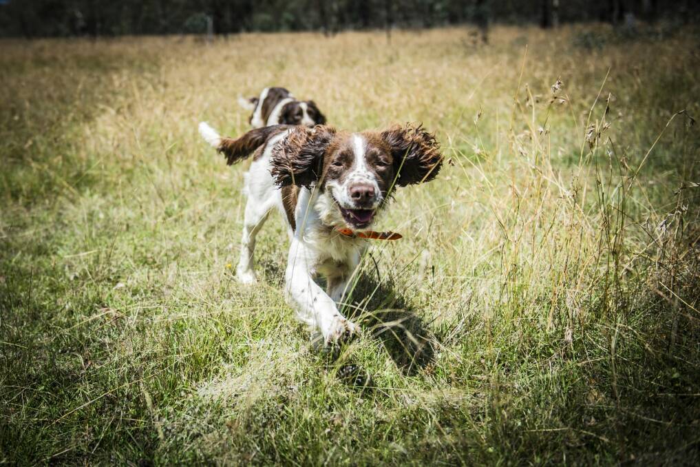 English springer spaniels Tom and Bolt  are going to find to try to find the last stubborn rabbits at Mulligans Flat.  Photo: Jamila Toderas