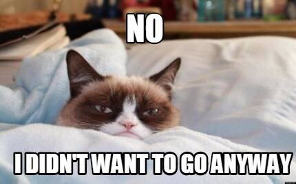 Grumpy Cat doesn't care if she has to stay home for the cat video festival. Photo: Supplied