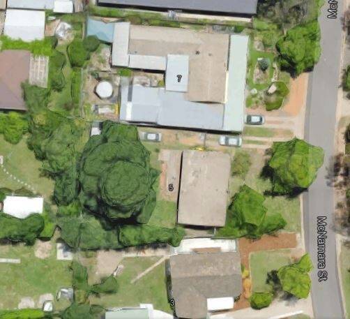 An aerial view of the English elm, which is larger than the house on the same block. Photo: Google Earth