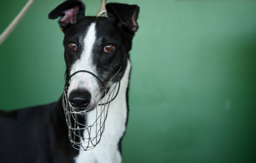 The greyhound racing industry is fighting a proposed ban with legal action.