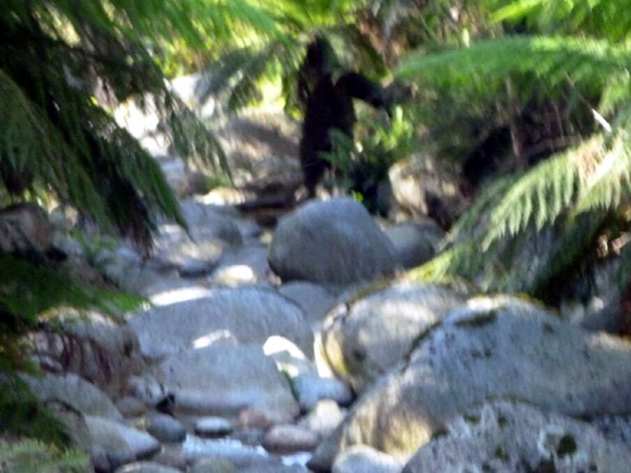 Can you see the yowie? Photo: Garry Mayo