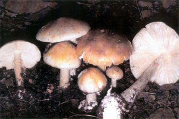 Mushrooms kill two