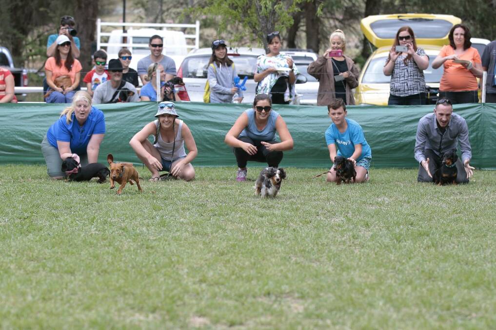 Some dogs preferred to stand by and watch rather than race their competitors at the Werriwa Wiener Dash race at the Bungendore Show. Photo: Jeffrey Chan