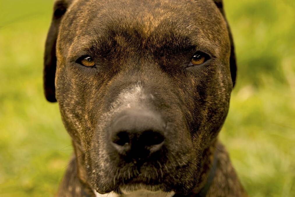 The RSPCA says banning dangerous dog breeds simply won't work.  Photo: istock