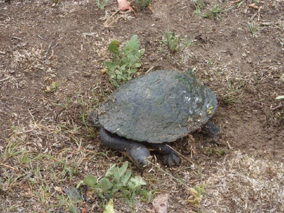 One of the turtles Celia Kneen has found on the block at Holder and which she says she is helping to protect. Photo: Supplied