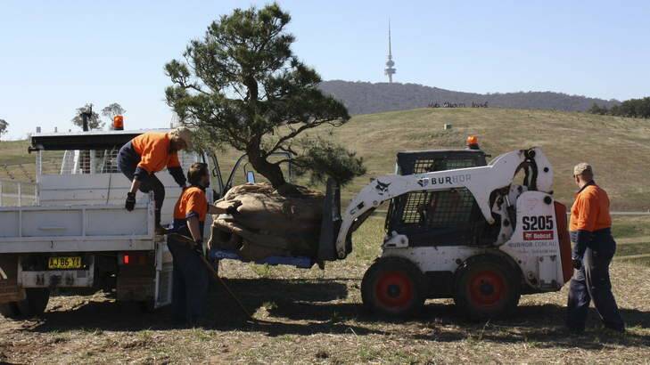A bonsai Japanese Black Pine ?being put into place at the National Arboretum Canberra. Photo: Supplied