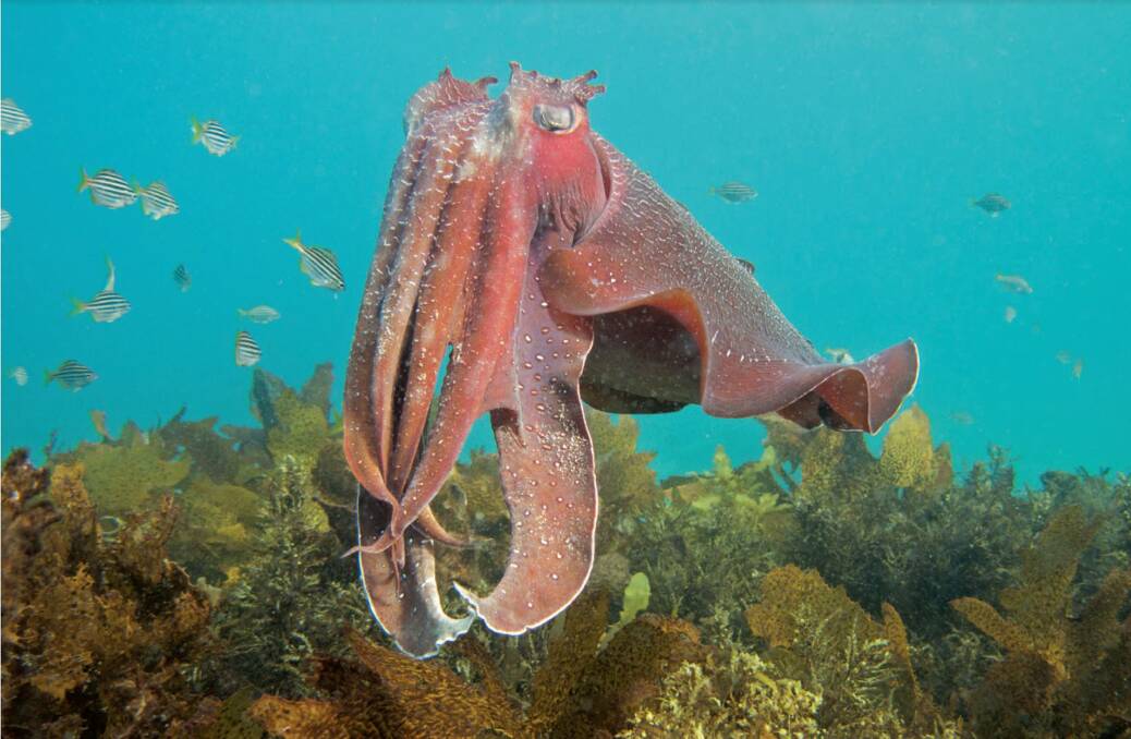 Australian Giant Cuttlefish have been found to have more mating success when approaching from the right Photo: Supplied