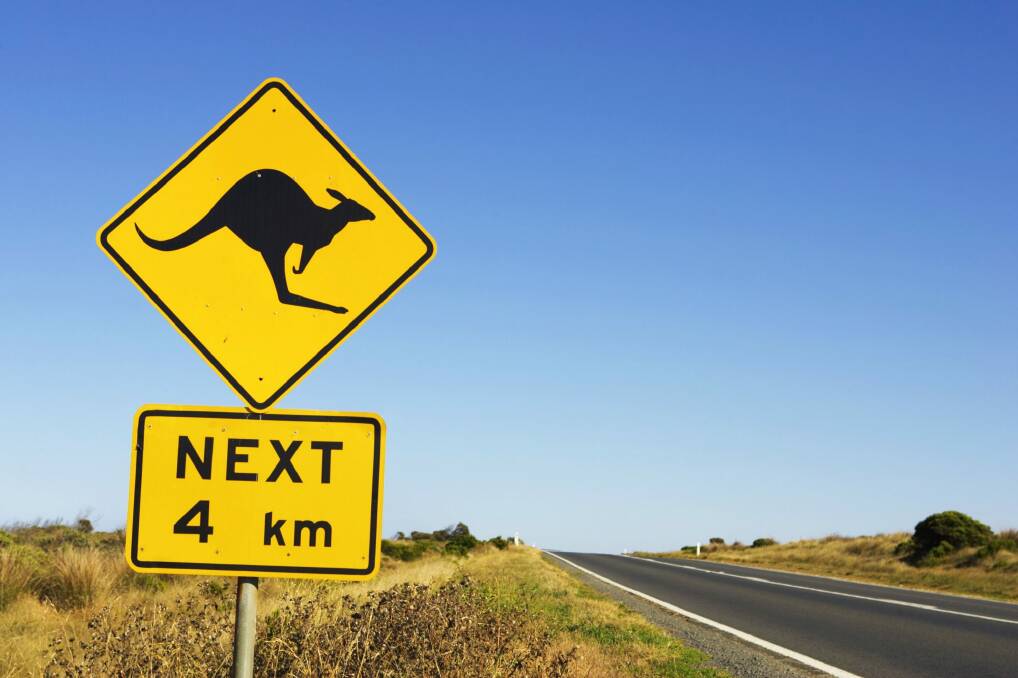 Kangaroos often jump out from scrub on the side of a road: they are the highest cause of animal and vehicle crashes in Queensland. Photo: Fairfax Media