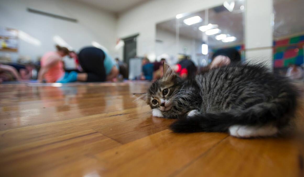 A rescue kitten performs 'weaving cat' pose to perfection.  Photo: Elesa Kurtz