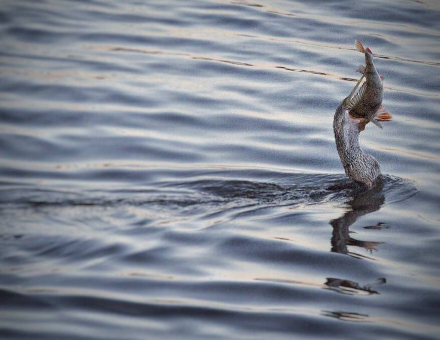 A cormorant catches a large redfin near Kingston Foreshore. Photo: Henry Butler