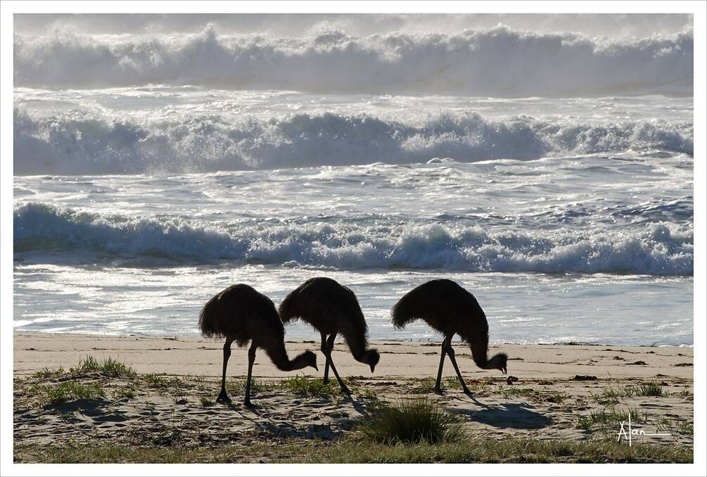 Emus snapped on location at Potato Point Beach. Photo: Alan Nicol