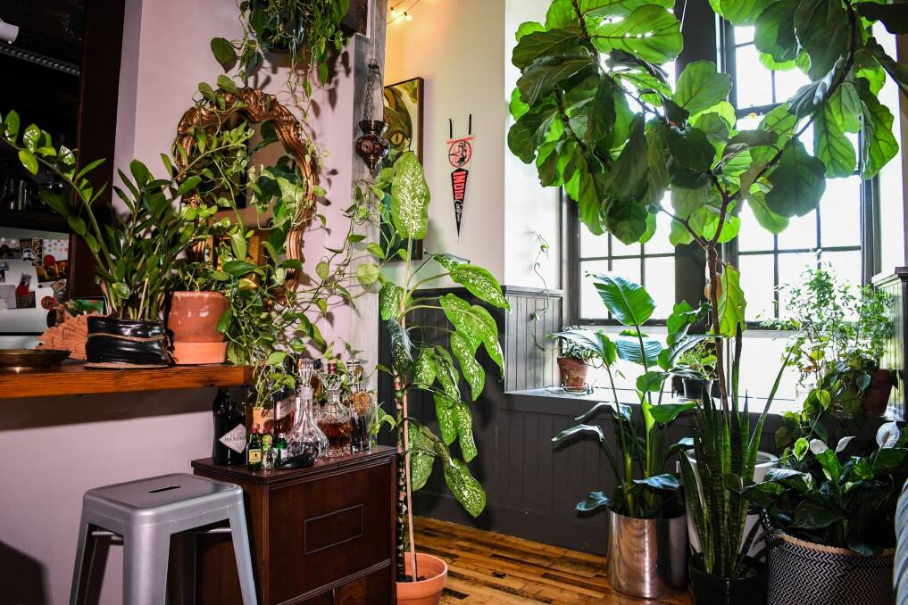 The "house jungle" trend is popular in America but it could be coming to the capital. Photo: Washington Post