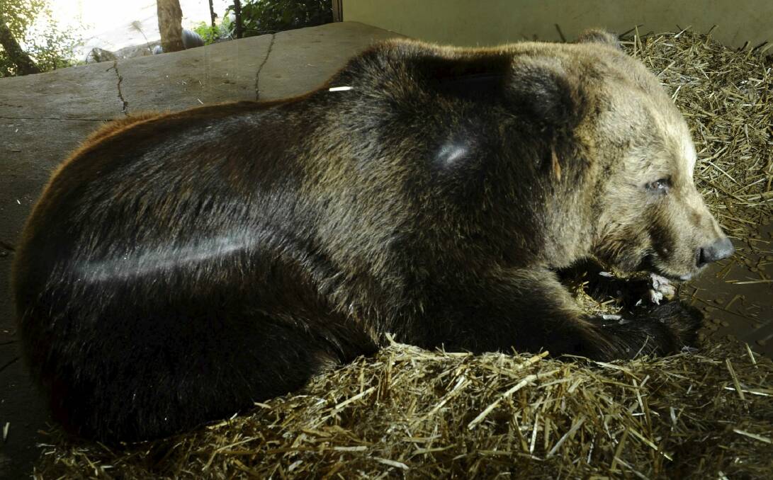 Darkle, the European Brown Bear, settles into her straw bed at the Jamala Lodge.  Photo: Graham Tidy