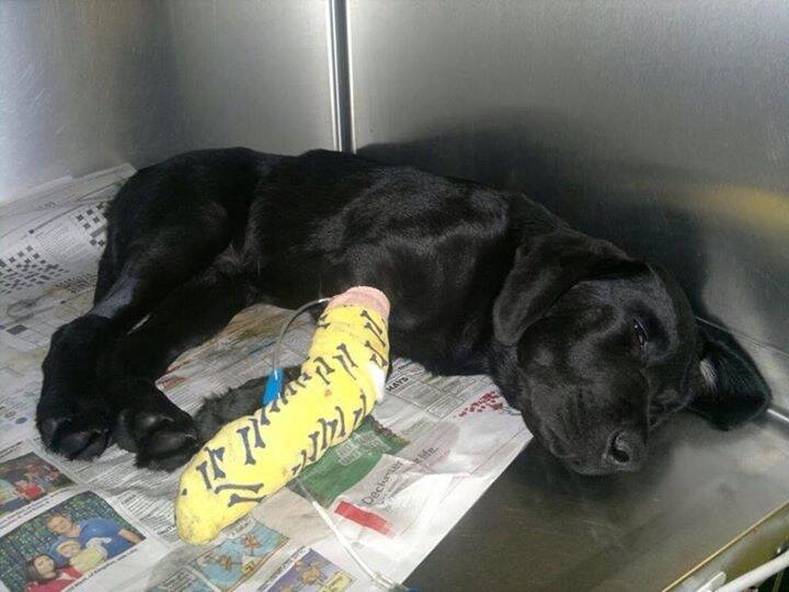 Bruce the Labrador puppy fights for his life after eating suspected death cap mushrooms. Photo: Ben Jausnik