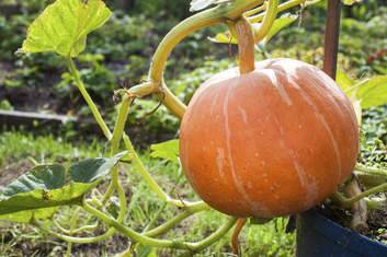 A pumpkin is ready to pick when the stem begins to dry off next to the fruit. Photo: Supplied
