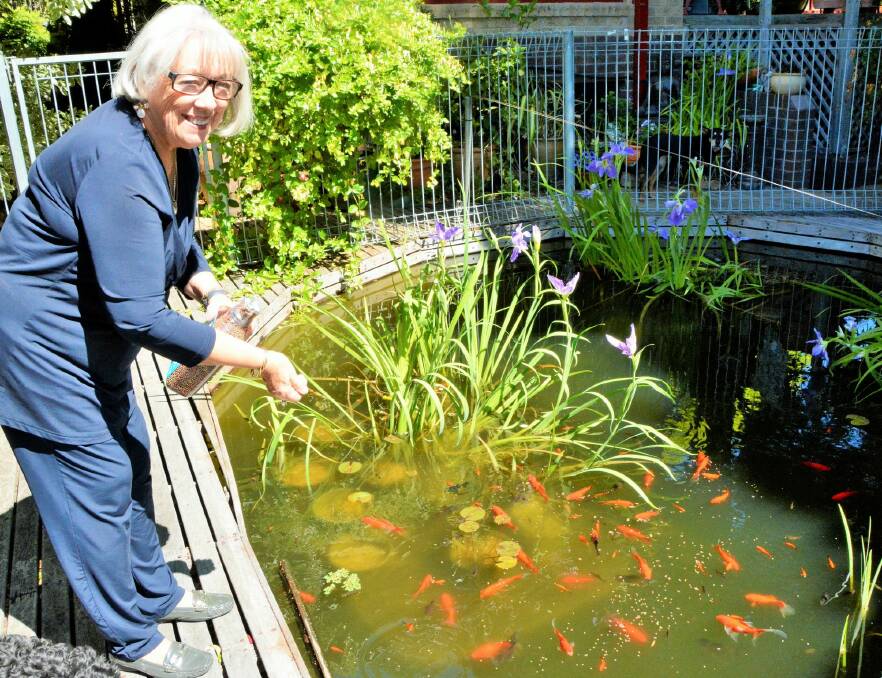 Denise Stephenson of Latham feeds her fish in her back yard pool-come-pond . Photo: Tim the Yowie Man