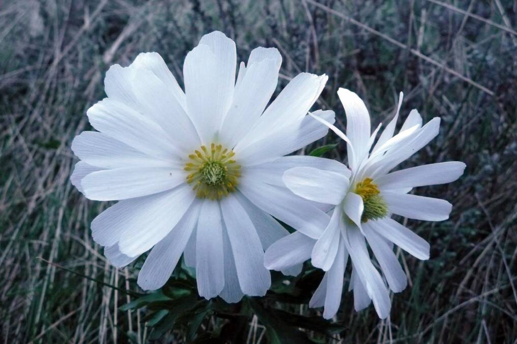 Plucked: Celmisia species in flower in Kosciuszko National Park.  Photo: NSW NPWS