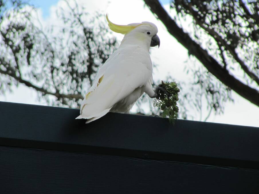 Right, then: An exceptional Sulphur-crested Cockatoo. Photo: Tony Holliday