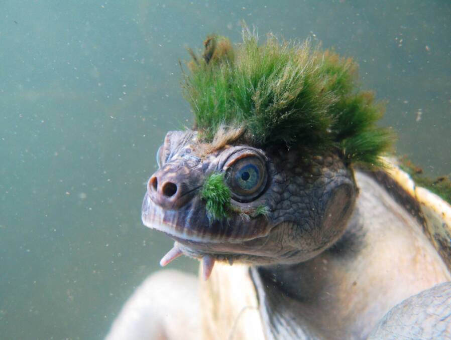 The Mary River turtle is under threat. Photo: Chris Van Wyk