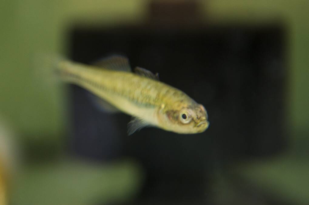 A carp gudgeon in a tank at the University of Canberra's Institute for Applied Ecology. Photo: The rare and mysterious Carp Gudgeons.  Photo: 
