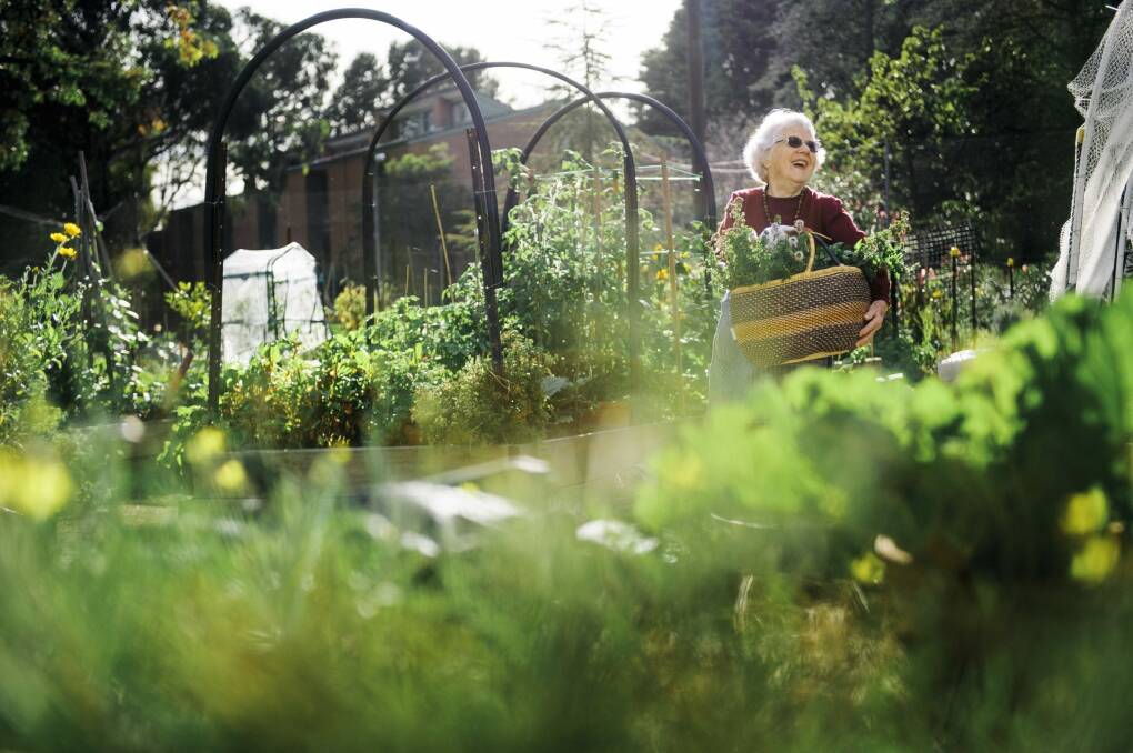 The Kingston community garden model could soon be followed on grass verges throughout Canberra.  Photo: Rohan Thomson