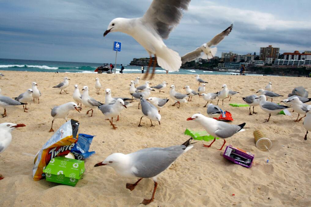 Rubbish left at Bondi Beach attracts the interests of a large group of seagulls.  Photo: Janie Barrett