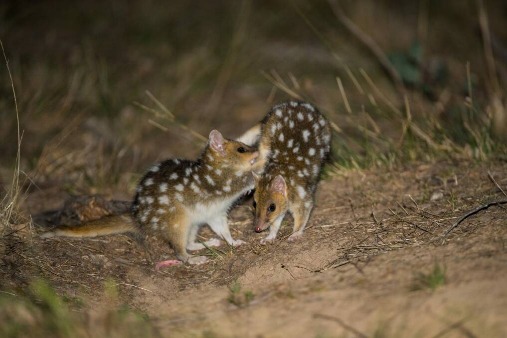 The baby Eastern Quolls frolicking at Mulligans Flat Woodland Sanctuary  in Canberra. Photo: y Charles Davis and the Woodlands and Wetlands Trust