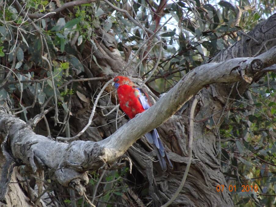 A crimson rosella with beak and feather disease. The disease is also affecting at least one breeding gang-gang cockatoo in Canberra. Photo: Supplied