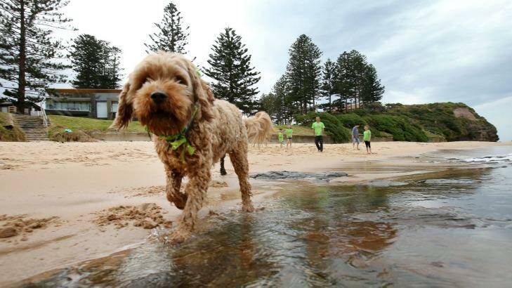 Charlie, with the Hurley family of Wollongong, at Little Austinmer Beach.  Photo: Kirk Gilmour