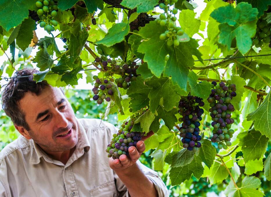 Mount Majura Vinyard viticulturist Leo Quirk observes how the weather has affected this season's grape harvest. Photo: Elesa Kurtz