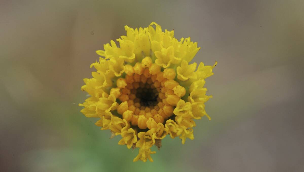 The endangered button wrinklewort, which grows on a block next to the Chinese Embassy in Yarralumla.  Photo: Graham Tidy